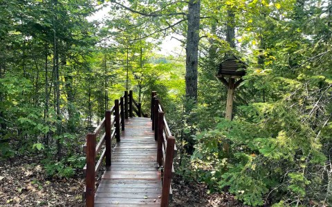 Wooden bridge walking path in the woods 