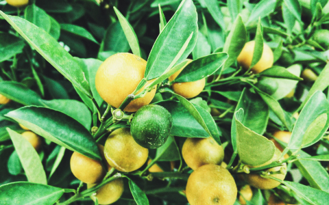 Close up of lemons in bush