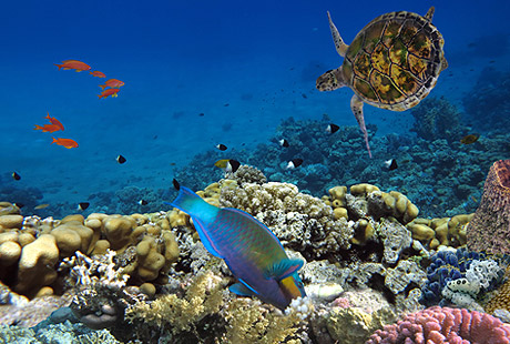 aquarium with reefs and fish