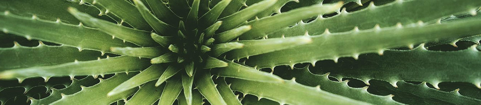 a closeup of an aloe vera