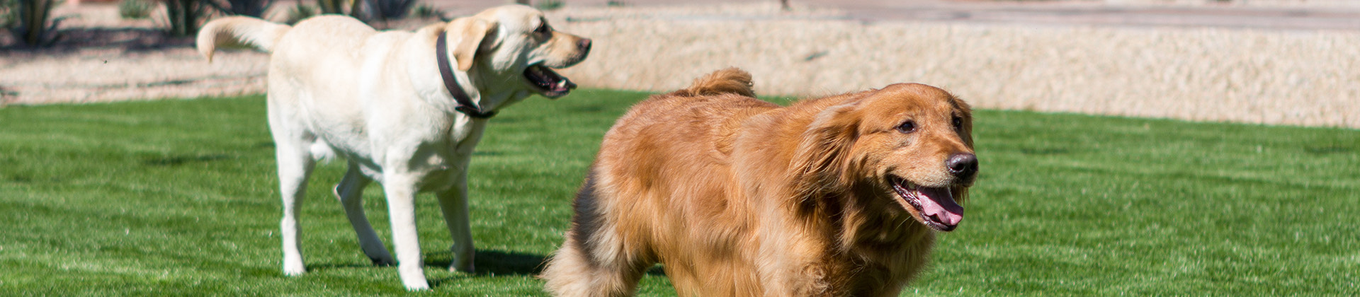 View of two dogs running through the garden