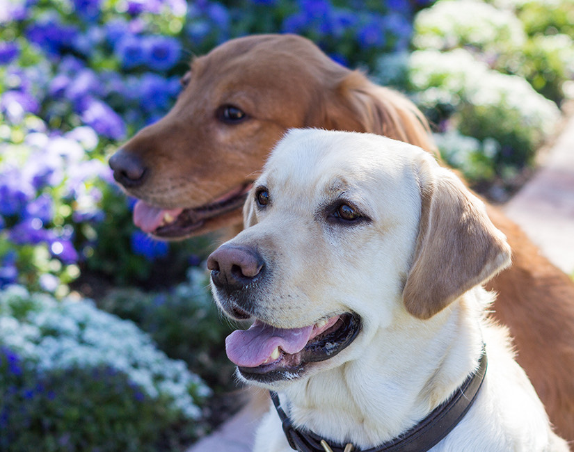 Image info Dogs Welcome!