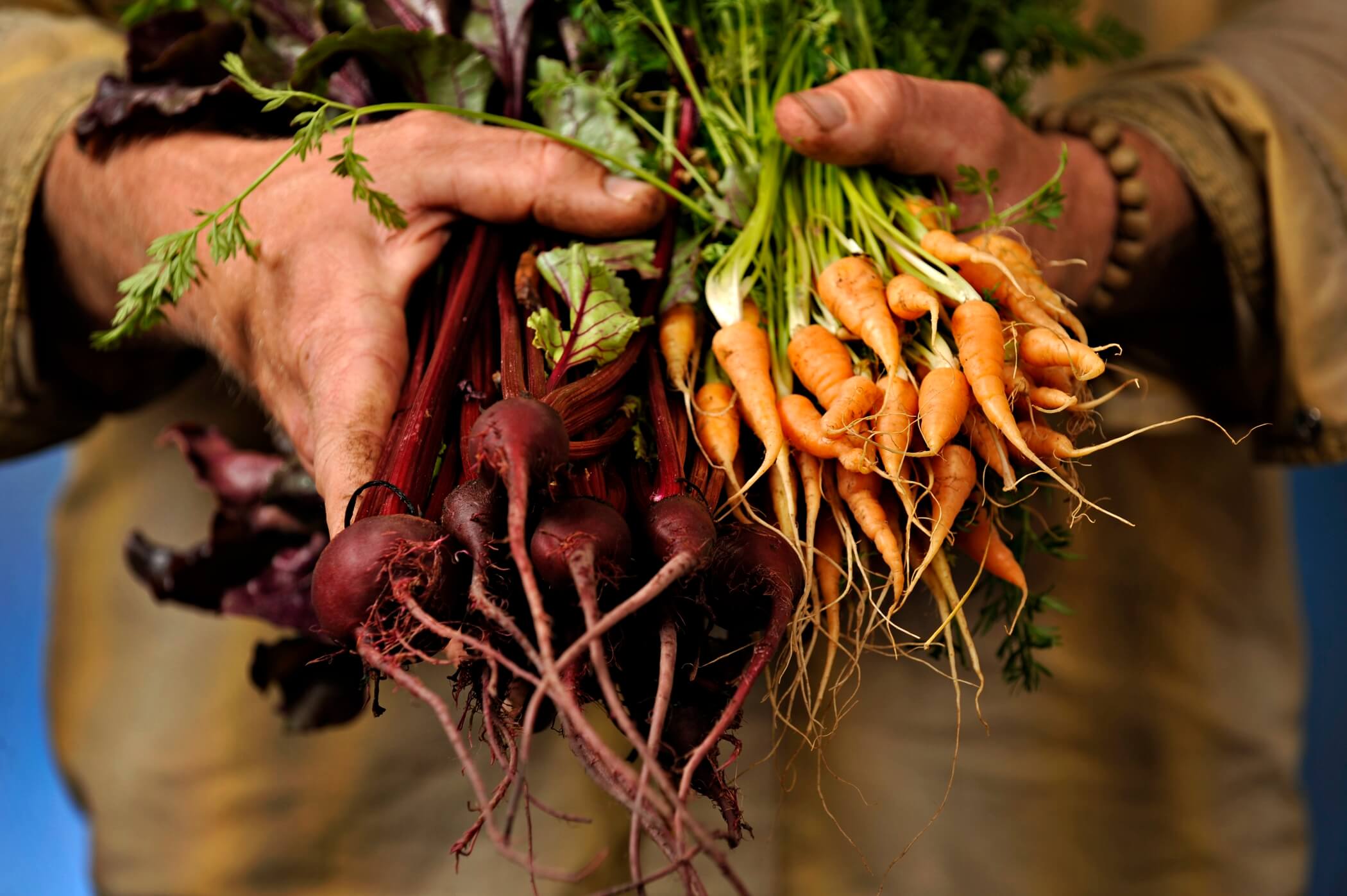 singh farms delivery radishes carrots