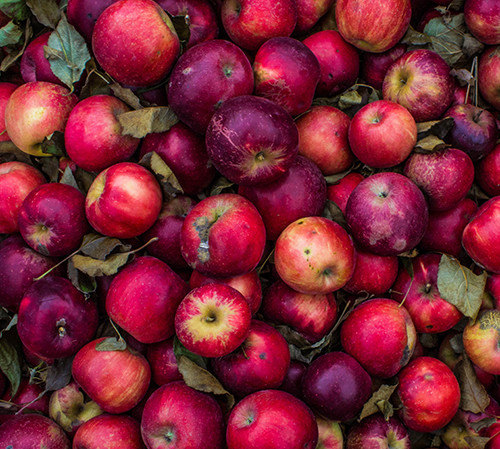 A bunch of freshly picked apples