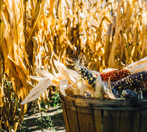 Wooden bucket filled with colorful corn next to corn field