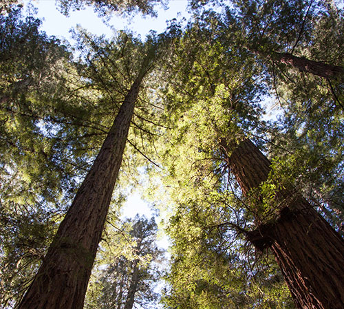 Staring up at tall redwood trees