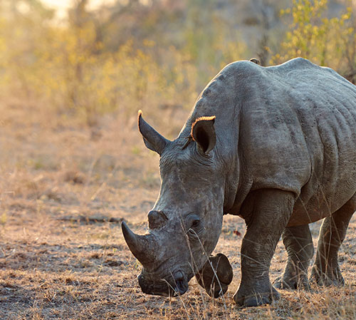 Rhinoceros eating on grassland
