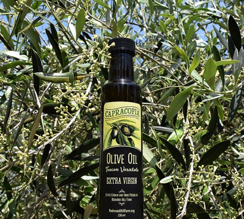 olive oil button in front of plant-1