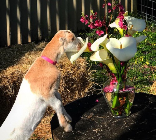 goat smelling the flowers in a vase-1