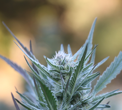 frosty flower-1