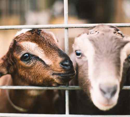 goats in a play pen