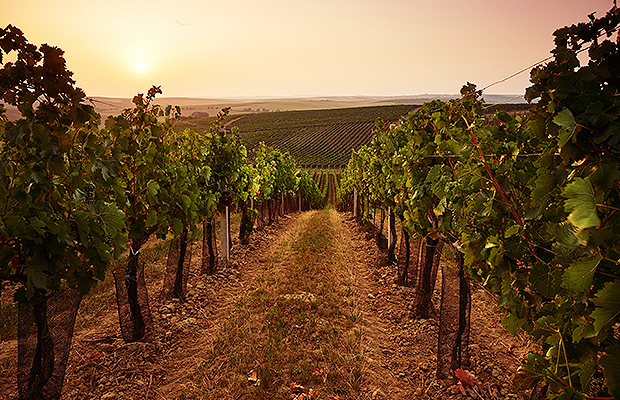 farmhouseinn restaurant winemaker