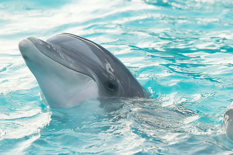 Includes 2 GA tickets to the Dolphin Research Center