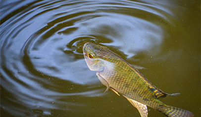 large tilapia fish in the water