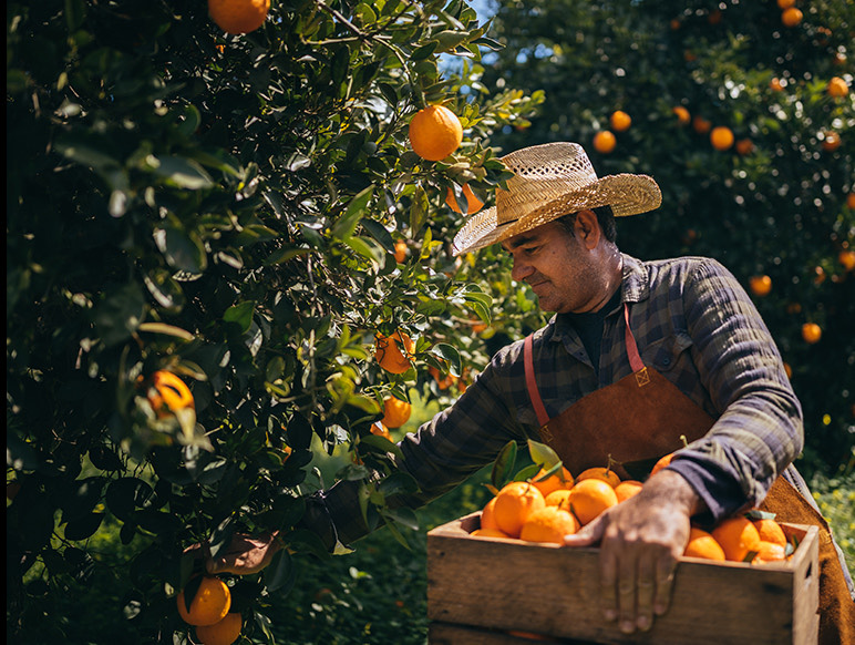 man with a cowboy hat and apron picking oranges from a field