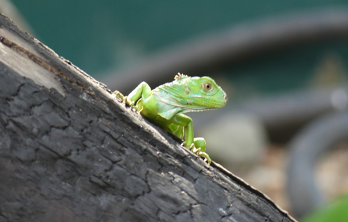 up-close neon green lizard siting on tree bark