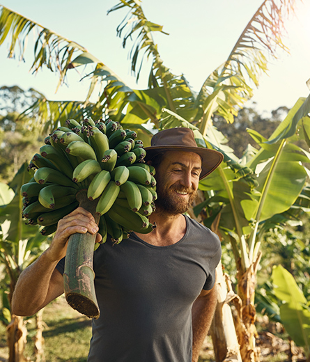 man carrying a bunch of green bananas through tropical setting