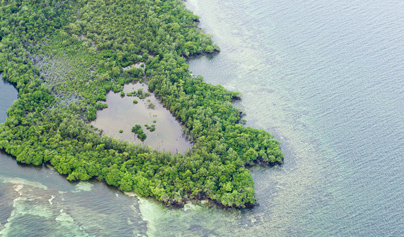 aerial view of tropical island filled with trees