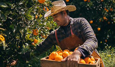 man with a cowboy hat picking oranges from a field header