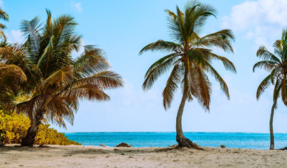 view of palm trees with ocean in the background