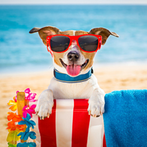 A Jack Russel Terrier dog at the beach wearing red sunglasses with its tongue out