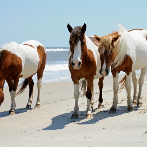 wild ponies walking beach at assateague island