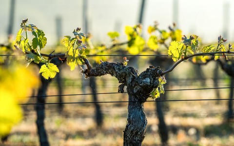 vine rows in a vineyard