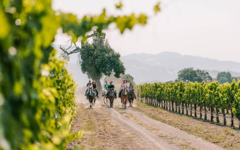 a group of people riding horses through a vineyard