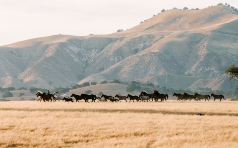 a herd of horses roaming