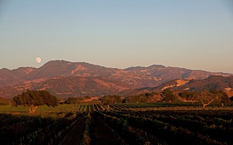 vineyard sunset view with hills in the background