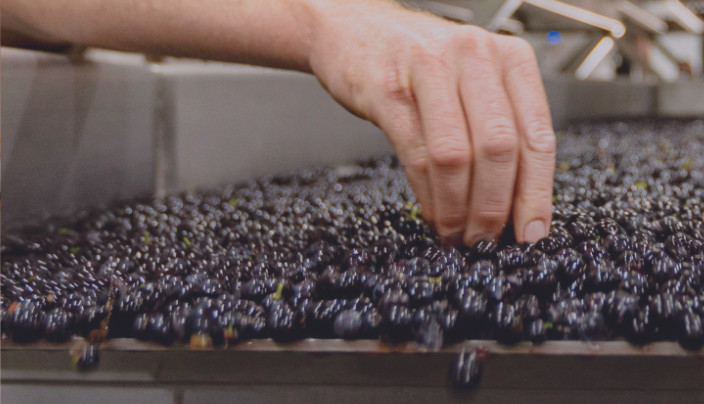 Assistant Winemaker Tyler Eck inspects grapes at the sorting table