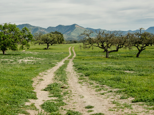 fess parker winery walking and tasting tour path