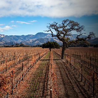 gallery view of a vineyard