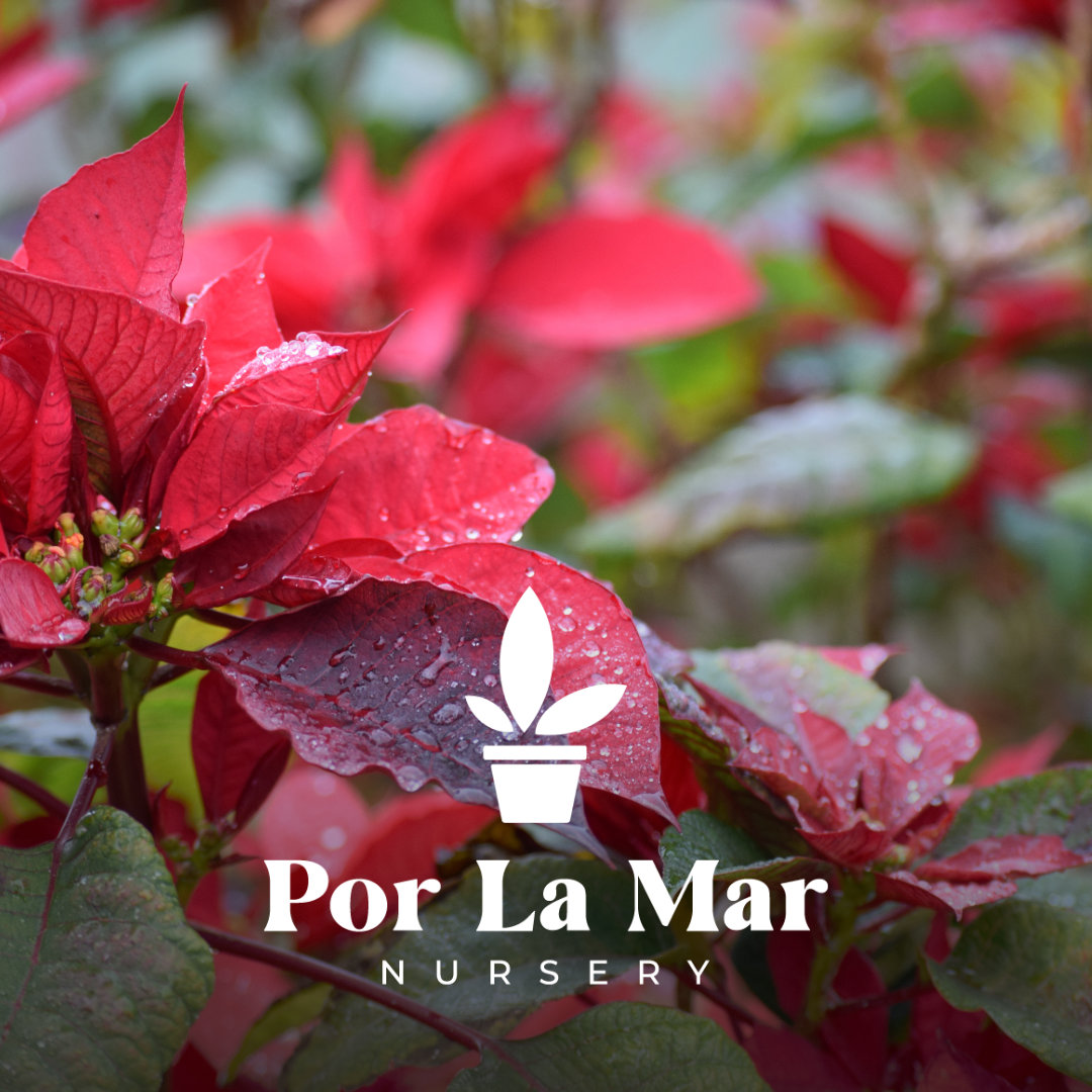  Por La Mar Christmas Plant Pop-Up