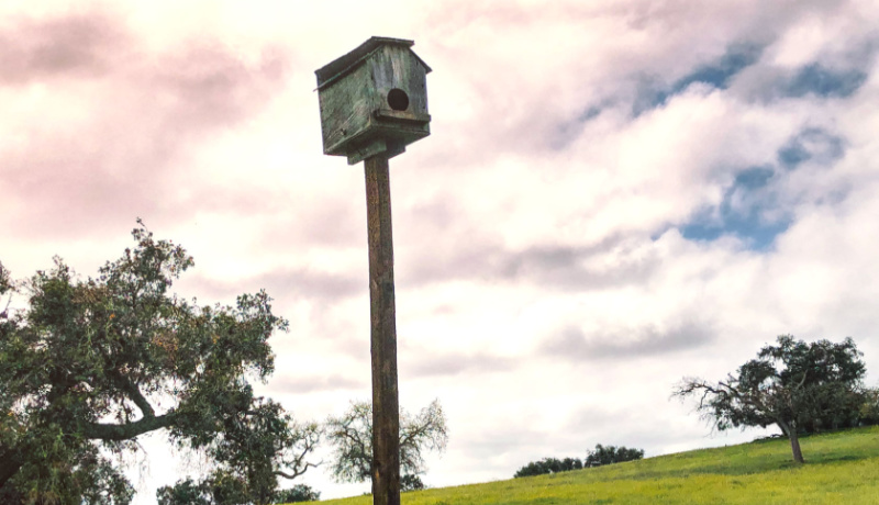 Owl box in Rodneys Vineyard