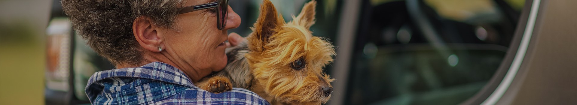 yorkie dog on owners hand