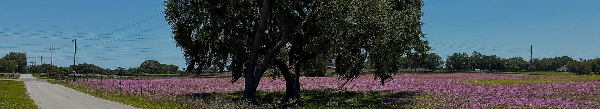 open road with purple flower fields and a large tree
