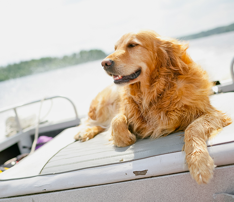 golden retriever lounging on a a boat