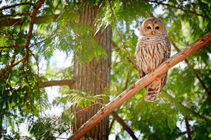 barred owl