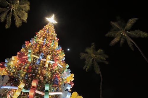 christmas tree in hawaii