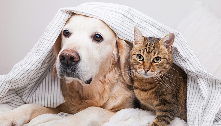 2. Pets Stay for Free