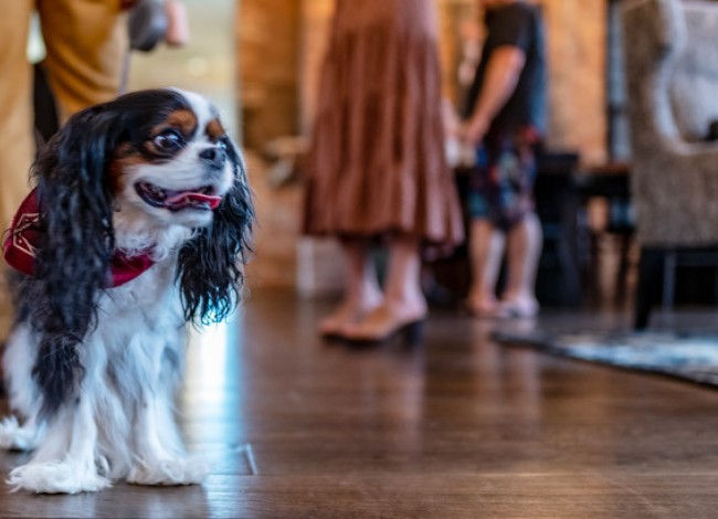 foundryasheville puparazzi 1