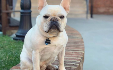 French Bulldog sitting