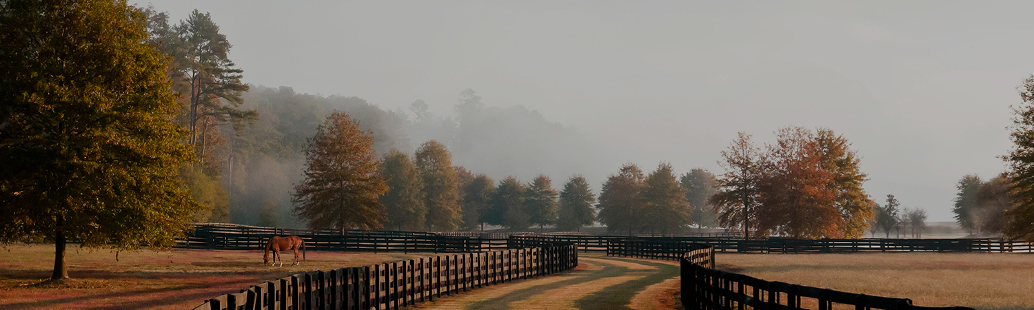 Grass path in between horse pens