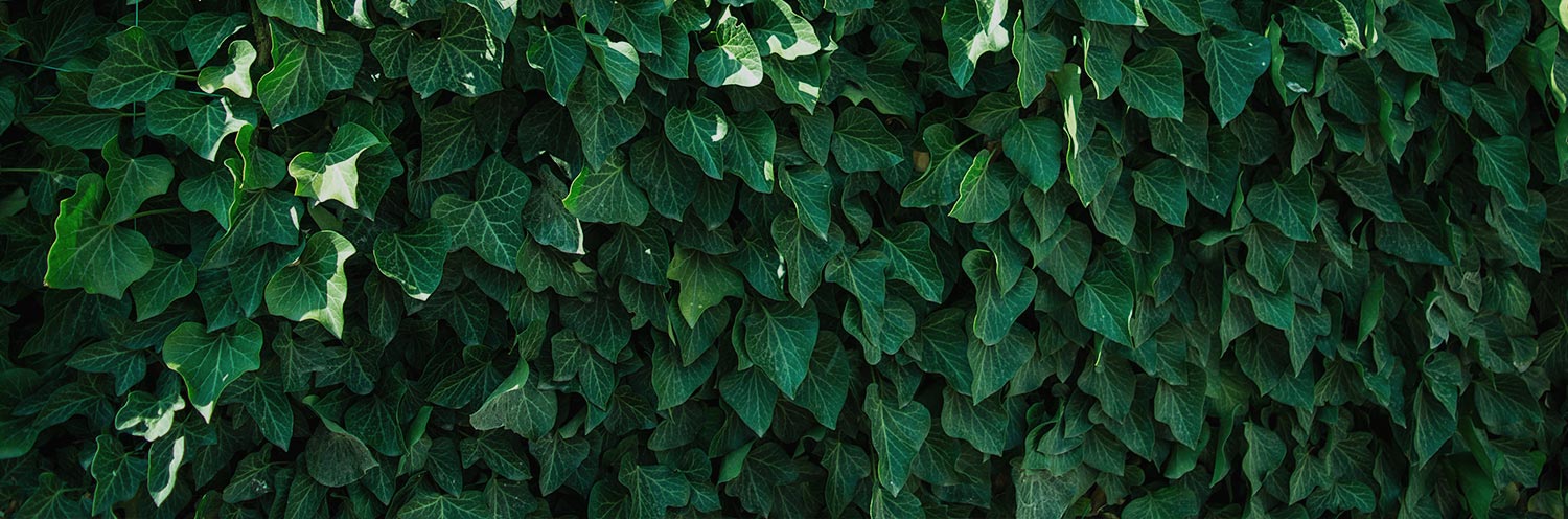 Green ivy leaves