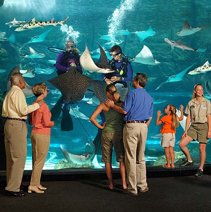 families interacting with sting ray tank