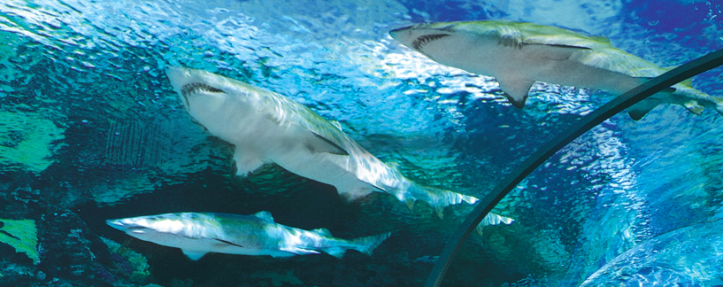 glenstonelodge ripleys aquarium with sharks