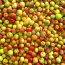 Apples