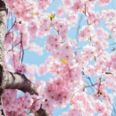 Pink Spring Flowers Blooming on a Tree