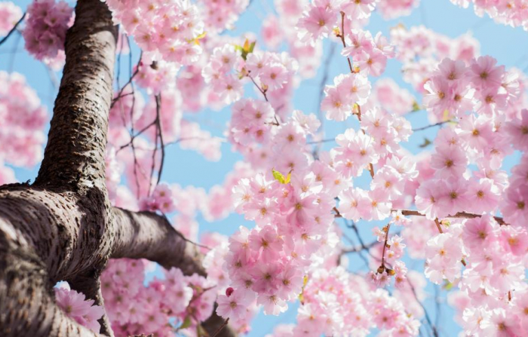 Pink Spring Flowers Blooming on a Tree